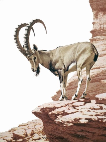Картина горный козел
