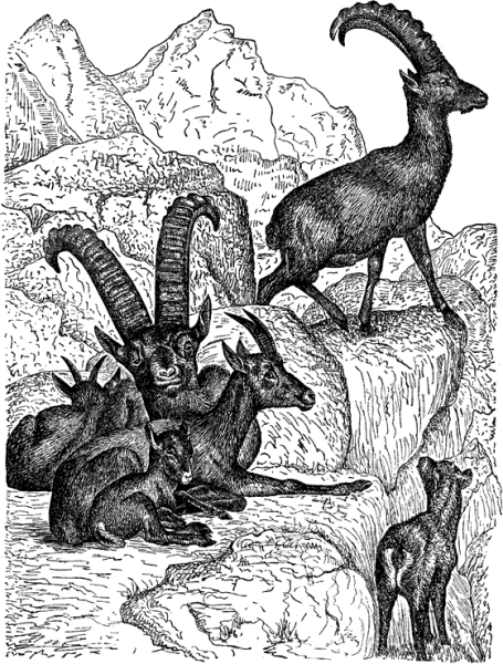 Горные козлы иллюстрация