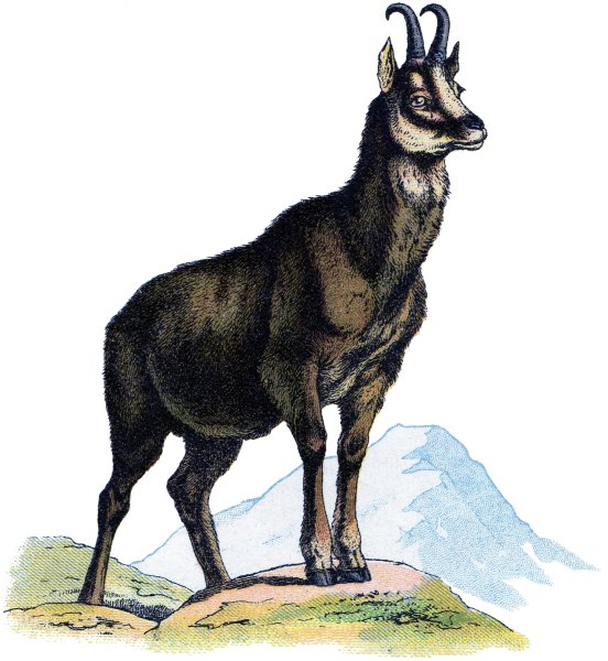 Джук тур дикий баран