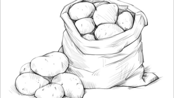Картошка карандашом
