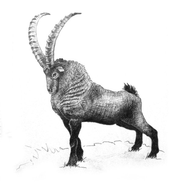 Сибирский горный козел Capra sibirica нарисовать