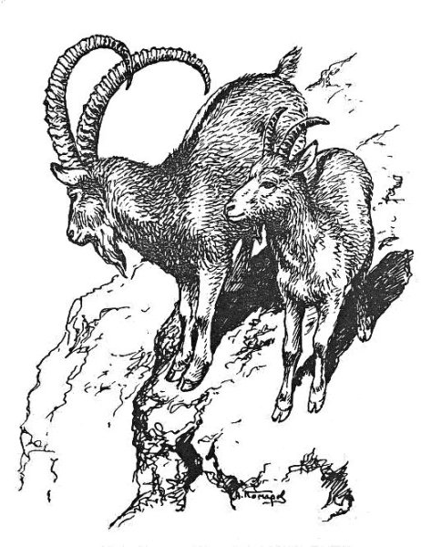 Горный козел раскраска для детей