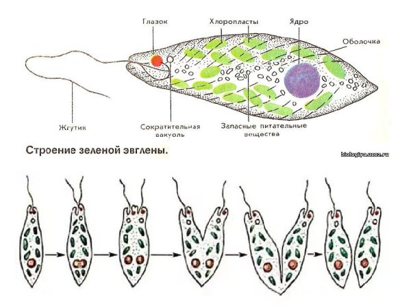 Эвглена зеленая строение рисунок