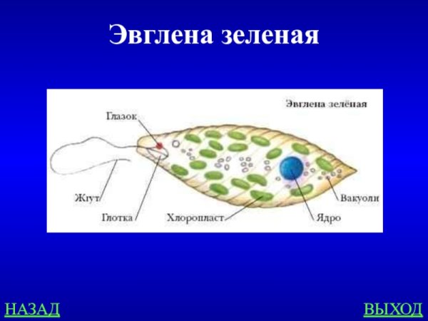 Эвглена зеленая микроскоп строение