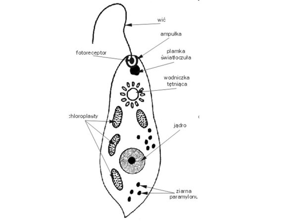 Рис 24 строение эвглены зелёной