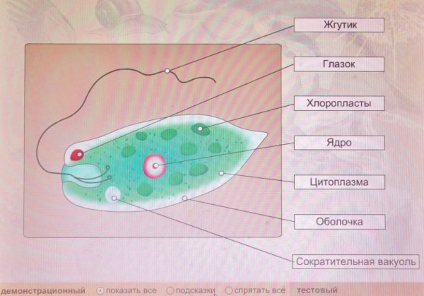Эвглена зеленая строение рисунок
