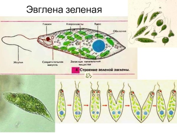 Жгутик эвглены зеленой