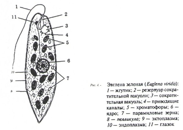 Эвглена зеленая строение рисунок