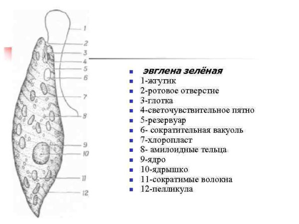 Эвглена зеленая строение пелликула