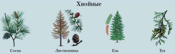 Сосна ель лиственница шишки