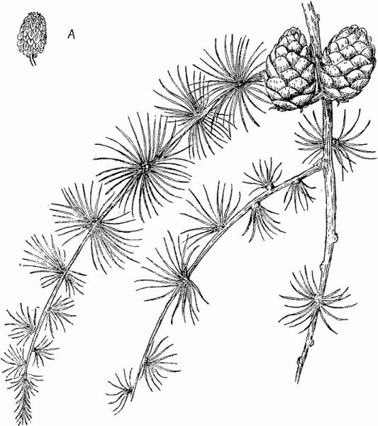 Шишки хвойники лиственницы