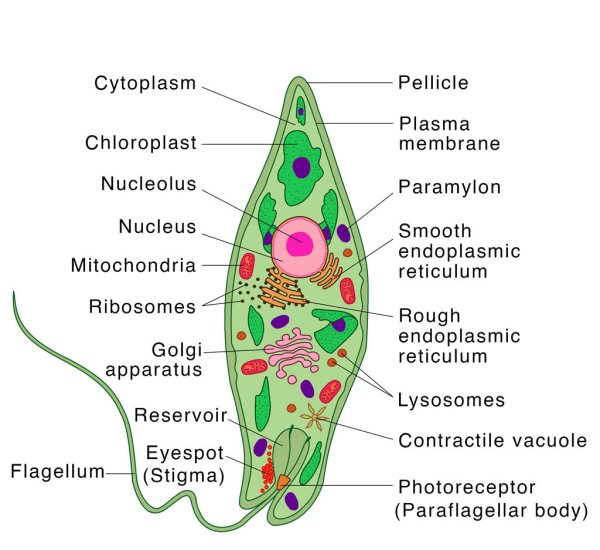 Эвгленовые водоросли строение