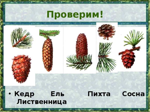 Ель, сосна, лиственница, кедр, пихта шишки