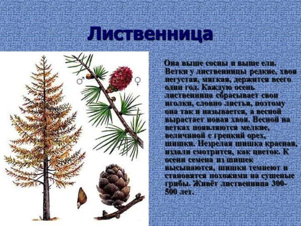 Хвойные деревья урок окружающий мир