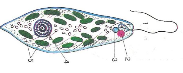 Строение эвглены зеленой без подписей