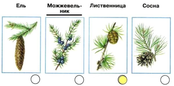 Сосна ель лиственница шишки