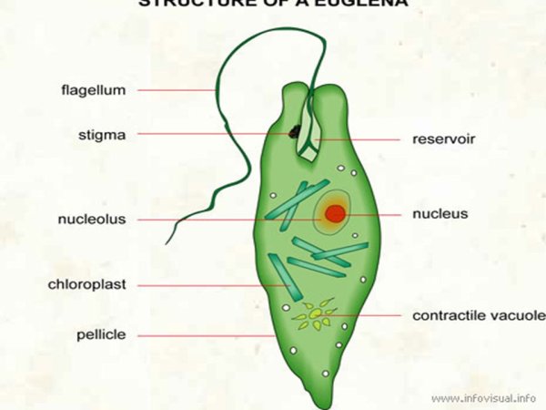 Euglena viridis строение