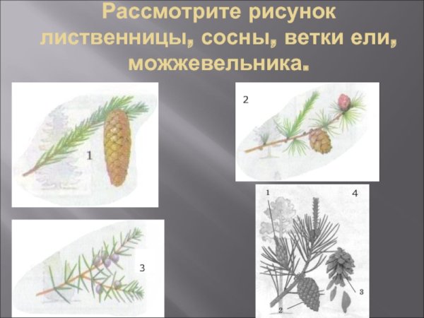 Сосна Кедровая и сосна обыкновенная хвоинки