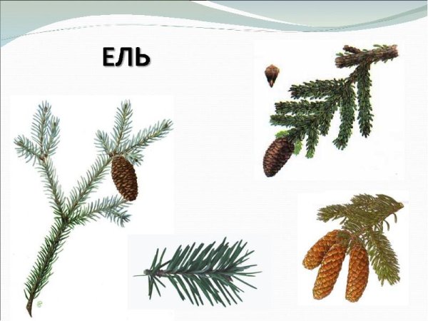 Виды хвойных деревьев