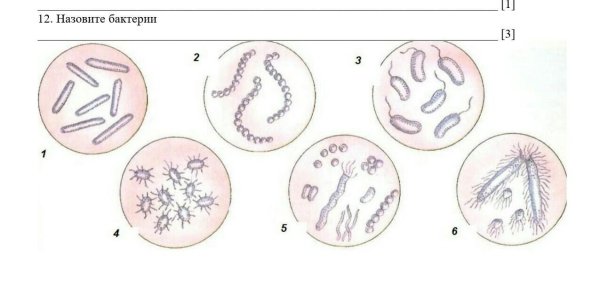 Бациллы бактерии рисунок