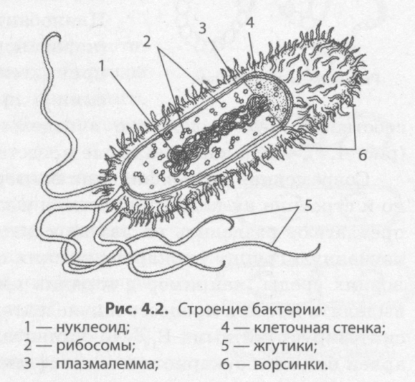Строение клетки бактерии рисунок