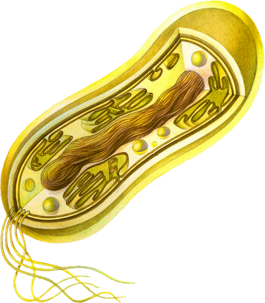 Строение бактериальной клетки 5 класс биология