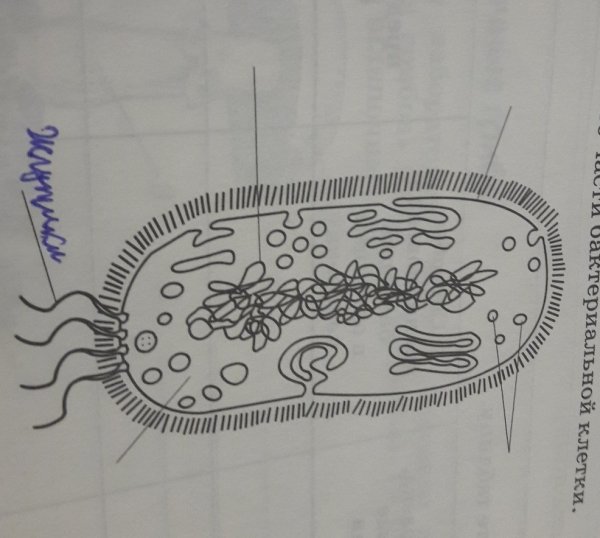 Схема строения бактериальной клетки 5 класс биология