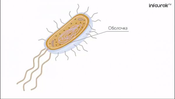 Строение бактериальной клетки 6 класс биология