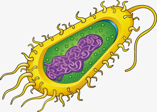 Бацилла прокариот