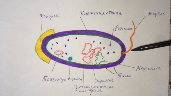 Зарисуйте структуру бактериальной клетки