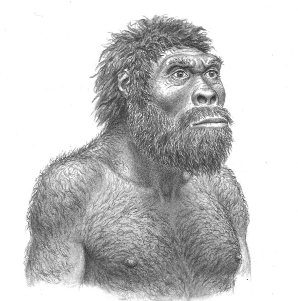 Эректус питекантроп неандерталец