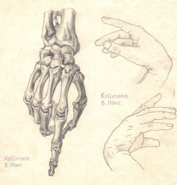 Скелет руки