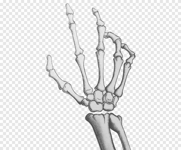 Скелет руки