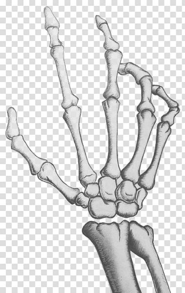 Кисть скелета сбоку