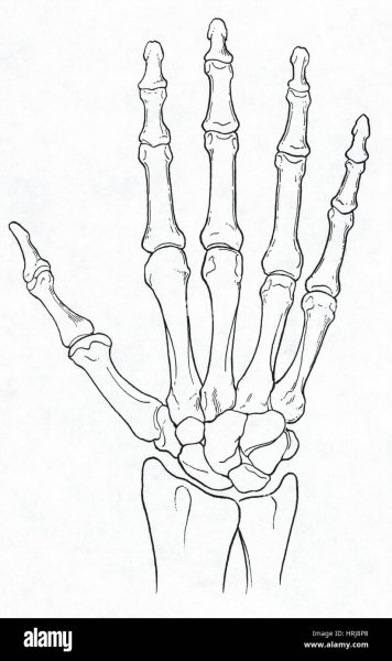 Рука скелета на руке