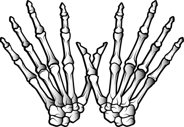 Кости фаланг кисти анатомия