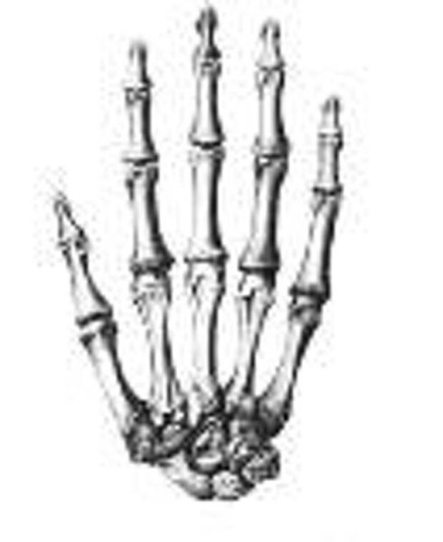 Кисть руки кости референс