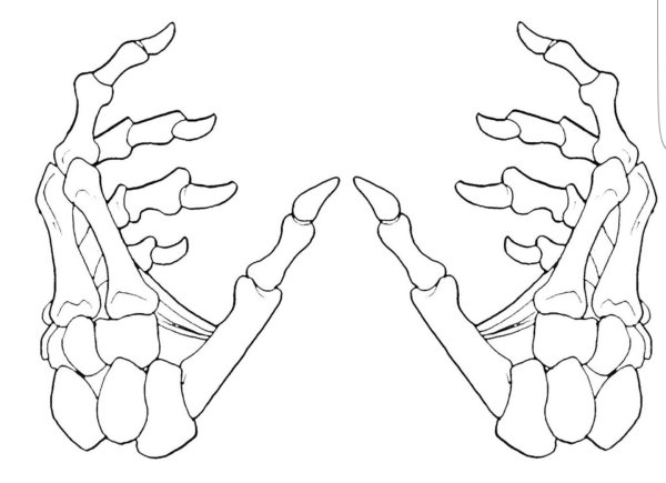 Костяная кисть