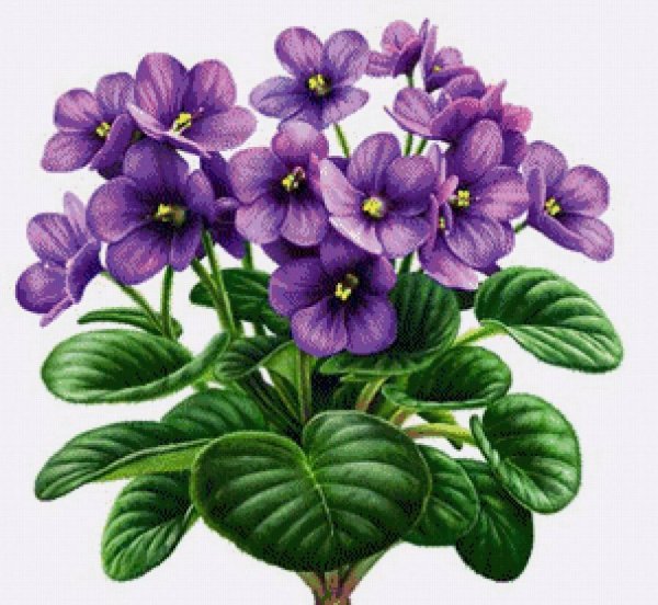 Фиалка узамбарская PNG