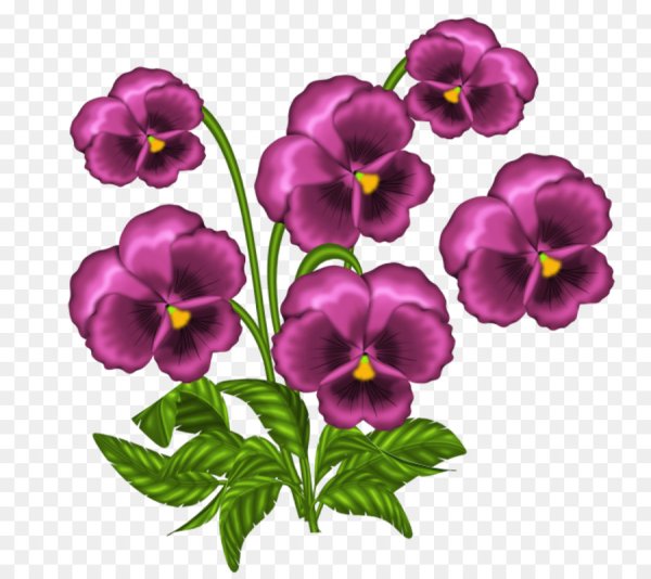 Цветок фиалка для детей