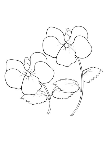 Сенполия фиалка раскраска