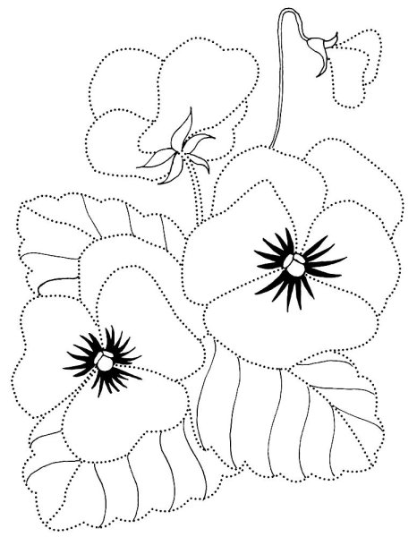 Анютины глазки цветы