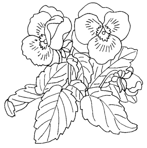 Узамбарская фиалка раскраска