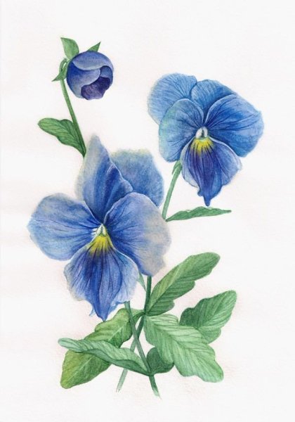 Анютины глазки акварелью