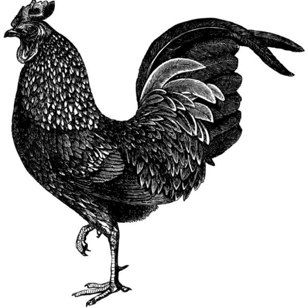 Раскраска домашние животные