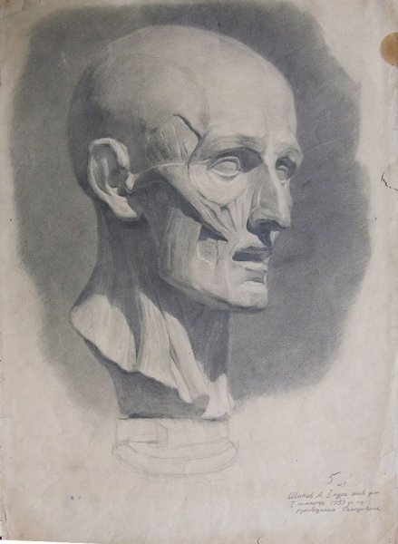 Гипсовая голова Экорше Гудона