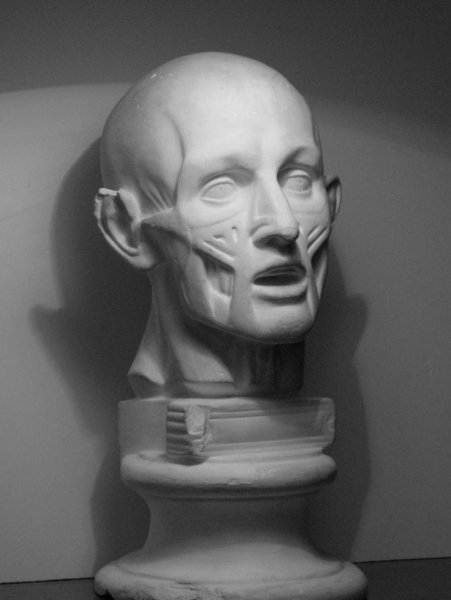 Гипсовая голова Экорше Гудона