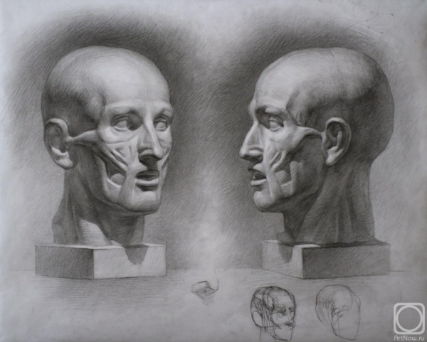 Рисунок Экорше головы Гудона