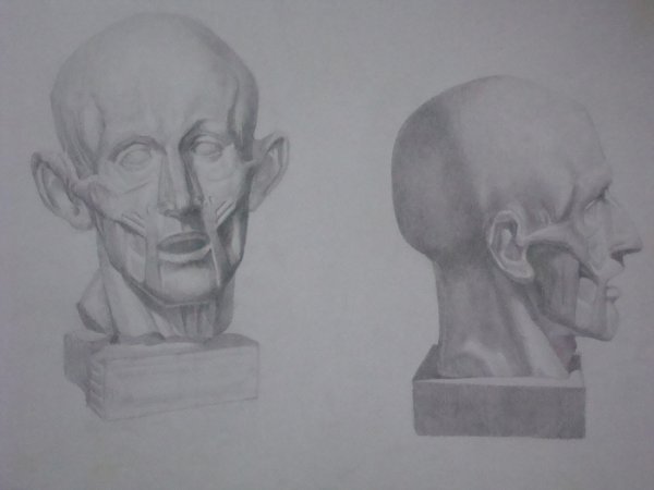 Экорше Гудона профиль