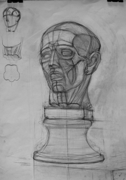 Экорше Гудона голова Академический рисунок